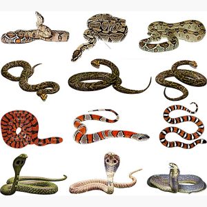 snakes-control-services-snakes-removal-services