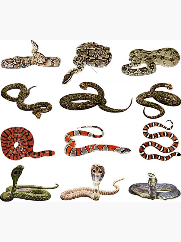 snakes-control-services-snakes-removal-services